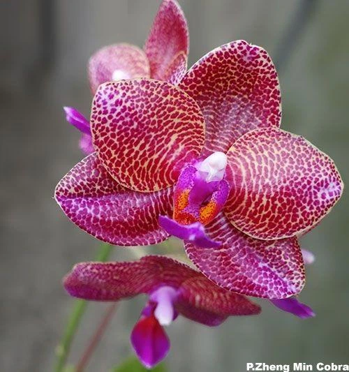 Орхідея (підліток зараз без квітів) TopDreams фаленопсис