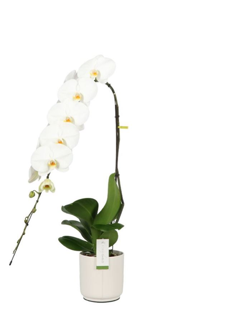 Орхидея Formidablo белая - Фото 3 Орхидея Formidablo белая - изображение 3