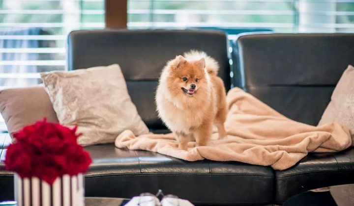 Kocyk Amiplay SCANDI dla psa i kota 90 x 75 cm beżowy (5907563248533) - obraz 7