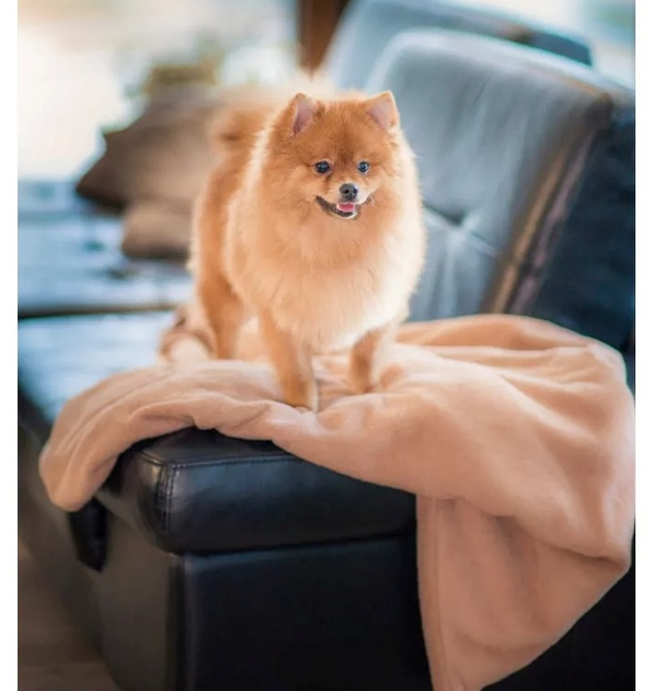 Kocyk Amiplay SCANDI dla psa i kota M 75 x 60 cm beżowy (5907563248496) - obraz 8