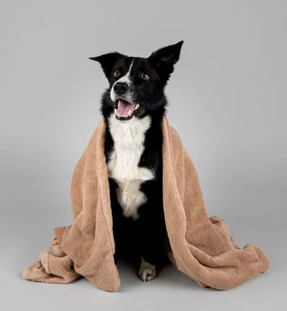 Kocyk Amiplay SCANDI dla psa i kota XL 150 x 90 cm beżowy (5907563248571) - obraz 3