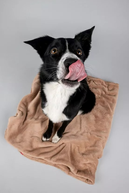 Kocyk Amiplay SCANDI dla psa i kota XL 150 x 90 cm beżowy (5907563248571) - obraz 5