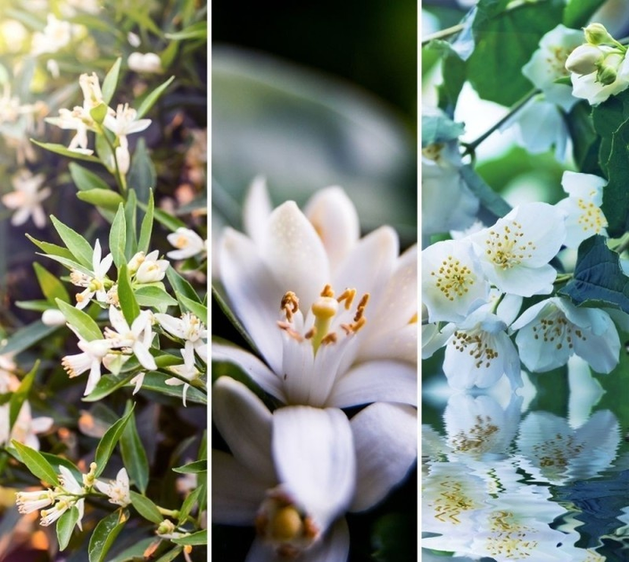 Świeca zapachowa Yankee Candle Midnight Jasmine 122 g (5038581155418) - obraz 3