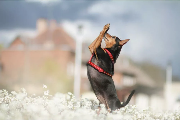 Шлея регульована для собак Amiplay Reflective S 20-35 см Чорна (5907563215818) - зображення 4