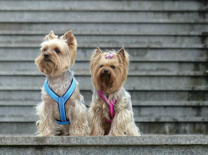 Шлея регульована для собак Amiplay Reflective S 20-35 см Чорна (5907563215818) - зображення 5