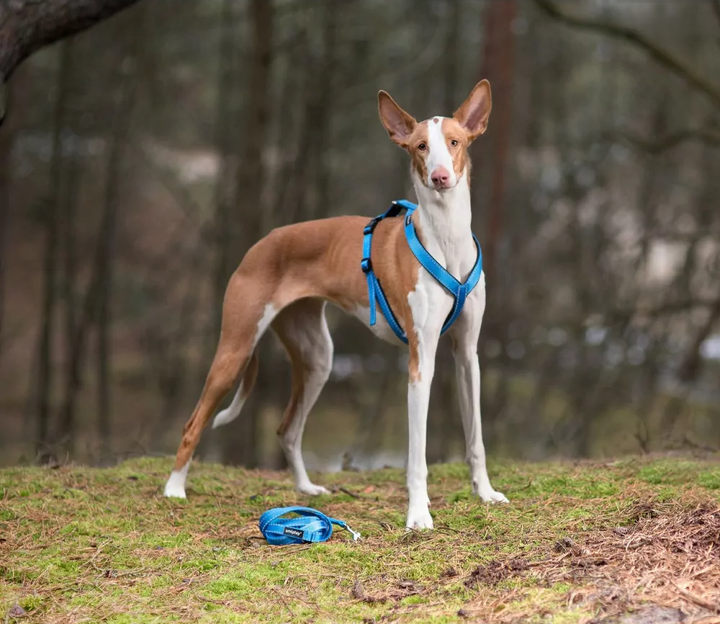 Шлея регульована для собак Amiplay Guard Reflective S Рожева (5907563306325) - зображення 7