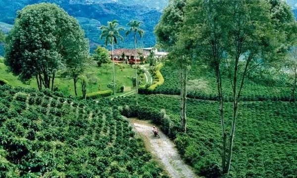 Кофе в зернах Royal-Life Арабика Колумбия Декаф Decaf без кофеина 1 кг - изображение 4