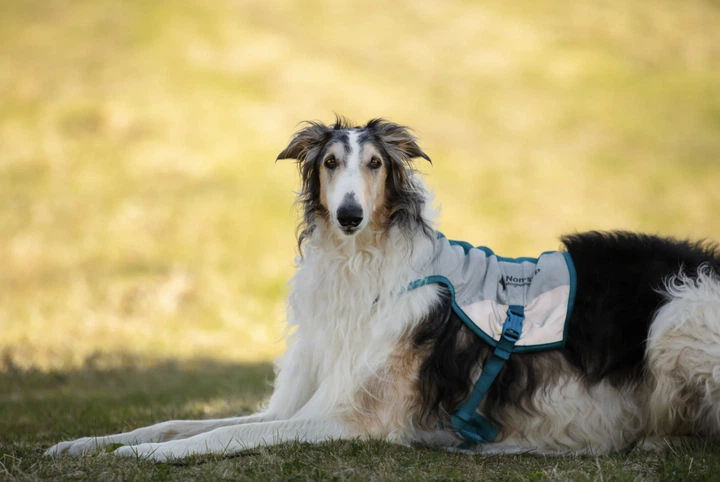 Охолоджуючий жилет для собак Cooling vest Non-stop dogwear Сірий S - изображение 4