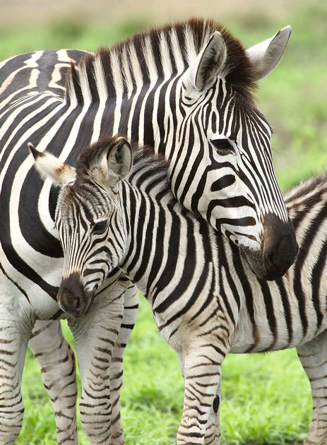 Пазл Ravensburger Зебри 300 елементів 12948 (4005556129485) - зображення 2