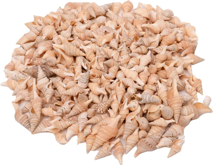 Zestaw muszelek Turrid do prac plastycznych Colorations 400 g (5710903702752) - obraz 1