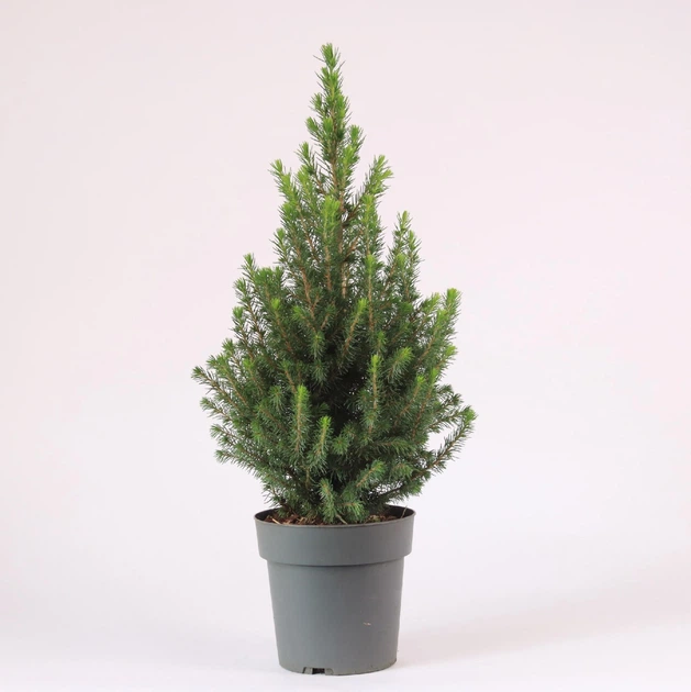 Ялина Glauca Perfecta (9 горщик) - Фото 1 Ялина Glauca Perfecta (9 горщик) - зображення 1