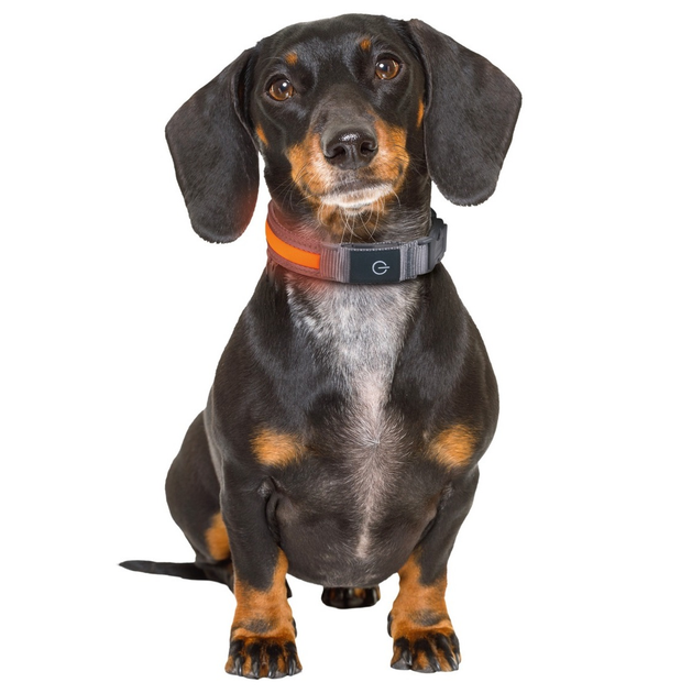 Світлодіодний нашийник для собак (LED Light-Up Dog Collar, USB-C зарядка, розмір S, 36-40 см) - зображення 5