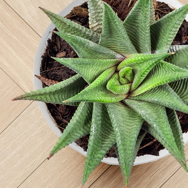 Doniczka na kwiaty z podstawką Kadax Amily K8143 18 cm 3 szt. Biała - obraz 6