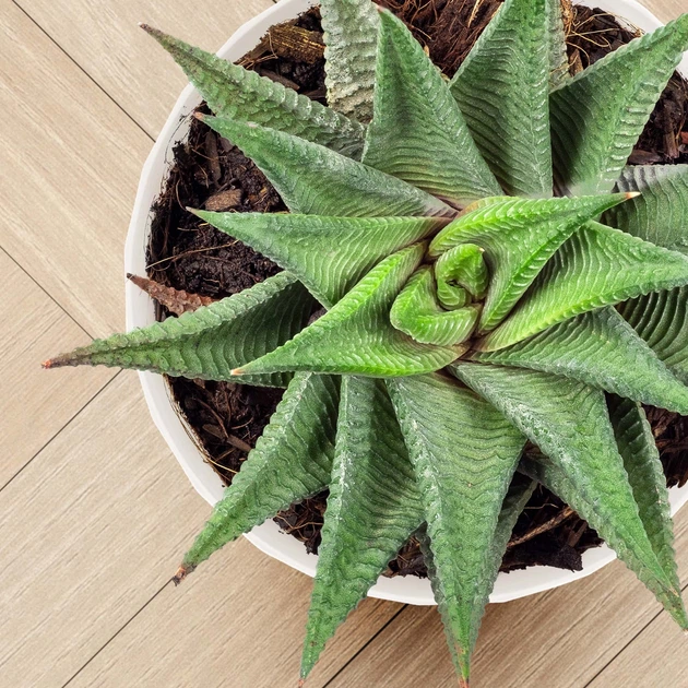 Doniczka na kwiaty z podstawką Kadax Amily K8158 18 cm 3 szt. Kremowy - obraz 6