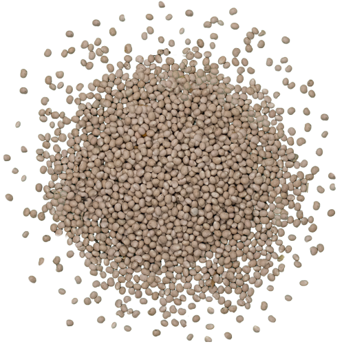 Семена Люпина белого 1 кг - Фото 4 Семена Люпина белого 1 кг - изображение 4