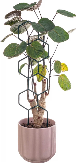 Podpora doniczkowa heksagon drabinka Kadax Fora 3 szt. (K11364) - obraz 8