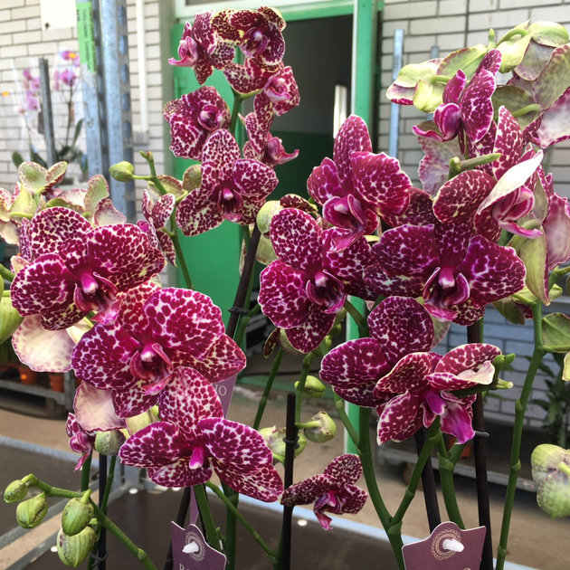 Орхидея Фаленопсис Дикий Кот (Wild Cat) 1-2 ветки, 55-70см. - Фото 2 Орхидея Фаленопсис Дикий Кот (Wild Cat) 1-2 ветки, 55-70см. - изображение 2