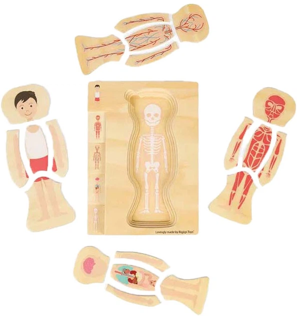 Пазл дерев'яний Bigjigs Хлопчик анатомічний 26 елементів 3000018 (691621850213) - зображення 2