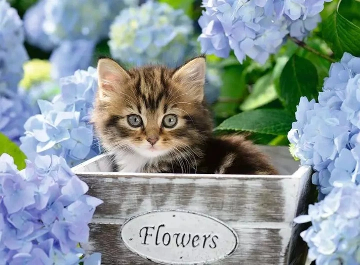 Пазл Ravensburger Little Kitten XXL 300 елементів (4005556128945) - зображення 2