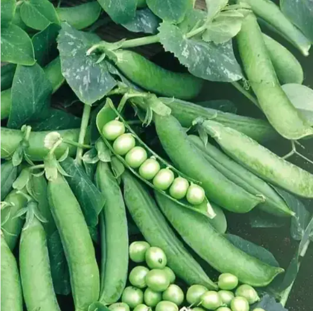 Насіння гороху Преладо Syngenta (власне фасування) 10г/уп - изображение 2