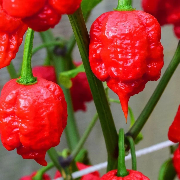 Перец острый Carolina Reaper Red семена (5 шт) красный Каролина Рипер каролинский жнец чили суперхот до 2 200 000 SHU - изображение 5