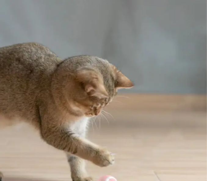 Автоматическая игрушка-мяч для котов Smart Cat Ball — Розовая пудра: Нежная забота и активные игры - Фото 4 Автоматическая игрушка-мяч для котов Smart Cat Ball — Розовая пудра: Нежная забота и активные игры - изображение 4