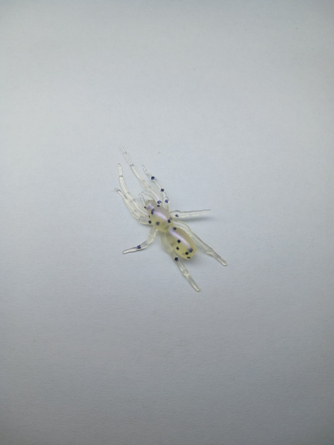 Силіконова приманка Perch'ik Tiny Spider 1.1"(12шт) col.39 - Фото 1 Силіконова приманка Perch'ik Tiny Spider 1.1"(12шт) col.39 - зображення 1