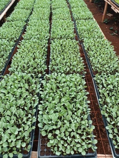 Касета для розсади 105 комірок (540х280мм) ТМ "Agreen" - зображення 3