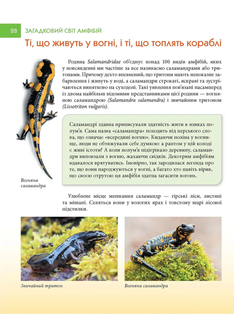 Енциклопедія для допитливих: Загадковий світ АМФІБІЙ - изображение 4