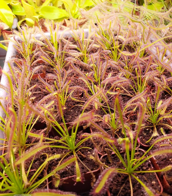 Рослина Росянка Капська Capensis в горщику - Фото 8 Рослина Росянка Капська Capensis в горщику - изображение 8