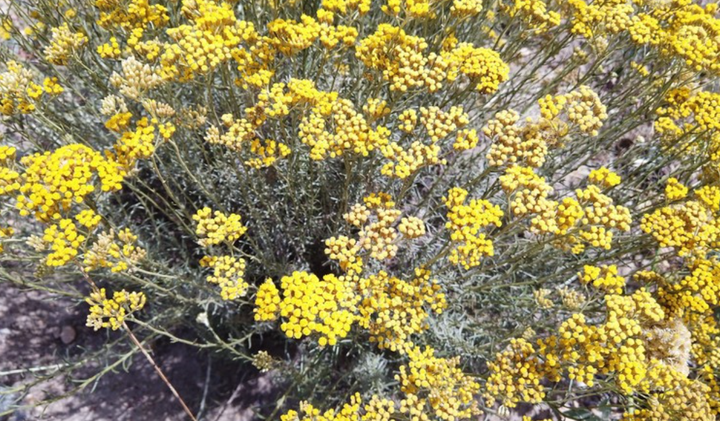 Ефірна олія DoTerra Helichrysum Безсмертник , ролер 10 мл - зображення 5