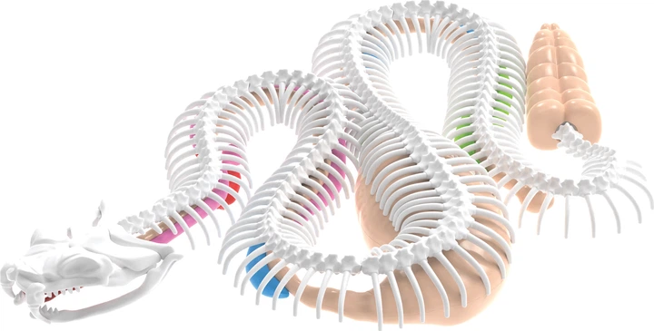 Zestaw edukacyjny Joker Slimy Lab Anatomia zwierząt Grzechotnik 238095 (7611212380953) - obraz 3