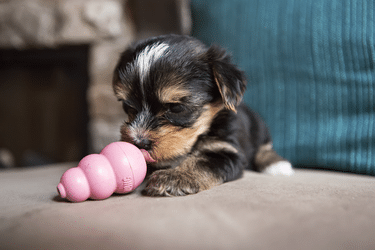 Іграшки KONG Puppy Іграшка груша-годівниця для цуценят, рожева L (31115_рожевий) - Фото 10 Іграшки KONG Puppy Іграшка груша-годівниця для цуценят, рожева L (31115_рожевий) - зображення 10