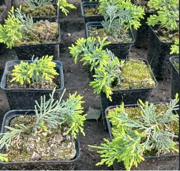 Ялівець горизонтальний Айс Блю (Juniperus horizontalis Ice Blue) Р9 - зображення 2
