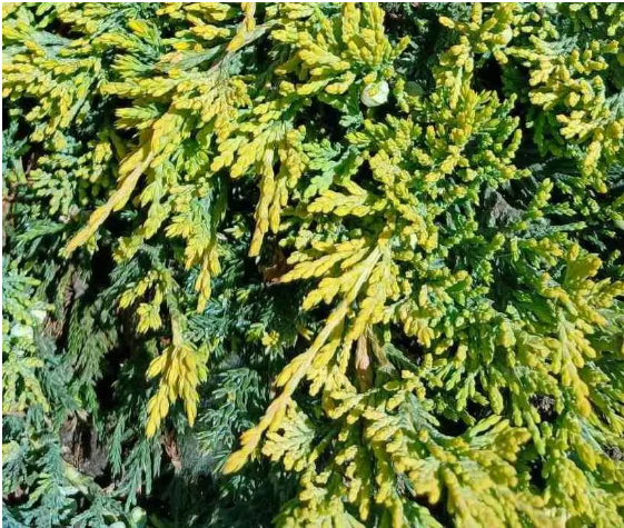 Ялівець горизонтальний Айс Блю (Juniperus horizontalis Ice Blue) Р9 - зображення 3