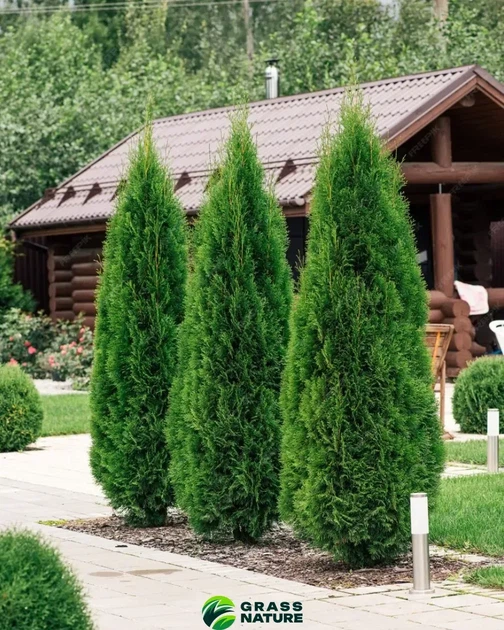 Удобрение для хвойных GrassNature Agrogreen 5 кг - изображение 2