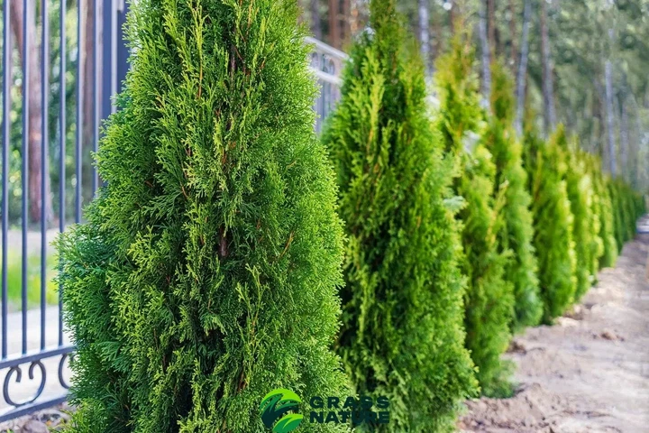 Удобрение для хвойных GrassNature Agrogreen 5 кг - изображение 3