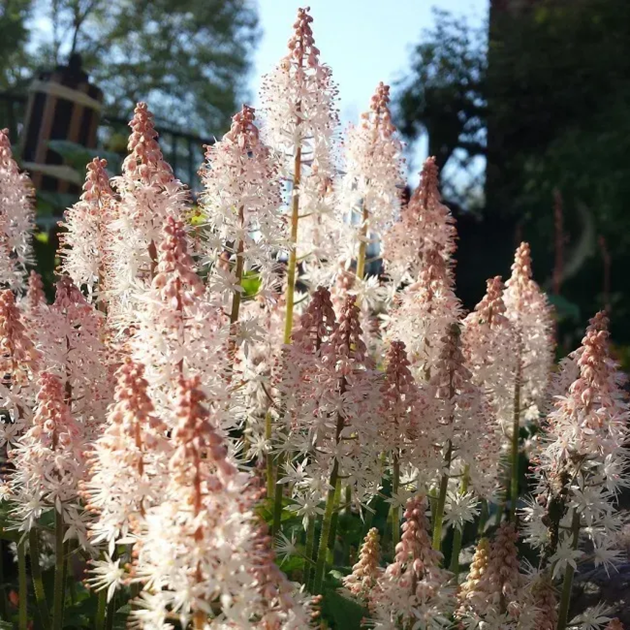 Тиарелла сердцелистная Pink Skyrocket (Tiarella cordifolia „Pink Skyrocket“) — декоративный многолетник для тени Р9 - Фото 2 Тиарелла сердцелистная Pink Skyrocket (Tiarella cordifolia „Pink Skyrocket“) — декоративный многолетник для тени Р9 - изображение 2