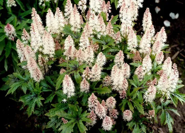 Тиарелла сердцелистная Pink Skyrocket (Tiarella cordifolia „Pink Skyrocket“) — декоративный многолетник для тени Р9 - Фото 4 Тиарелла сердцелистная Pink Skyrocket (Tiarella cordifolia „Pink Skyrocket“) — декоративный многолетник для тени Р9 - изображение 4