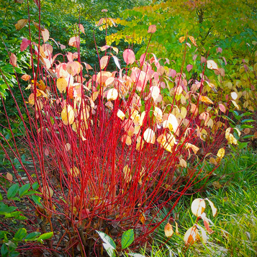 Дерен белый «Сибирика» (Cornus alba „Sibirica“) С3 — ярко-красные побеги, декоративный кустарник - изображение 3
