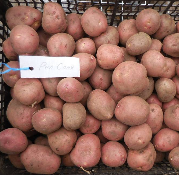 Насіннєва картопля Ред Соня 1 кг, 50-70 днів 2 репродукція - изображение 3
