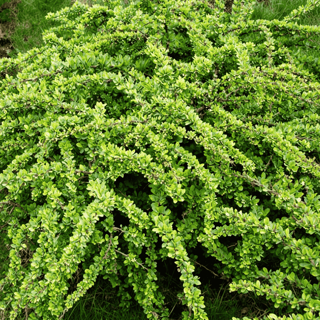 Барбарис Тунберга Green Carpet (Грін Карпет) С3 — декоративний ґрунтопокривний кущ - Фото 2 Барбарис Тунберга Green Carpet (Грін Карпет) С3 — декоративний ґрунтопокривний кущ - зображення 2