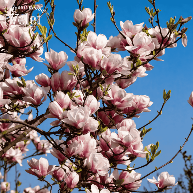 Магнолия суланжа Специоза (Magnolia soulangeana Speciosa) C3 высота 80-90см - изображение 2