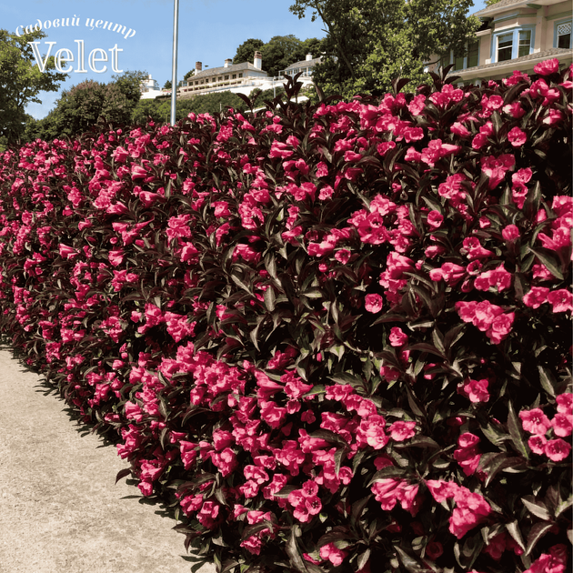 Вейгела Alexandra (Weigela florida Alexandra) С2 - зображення 3
