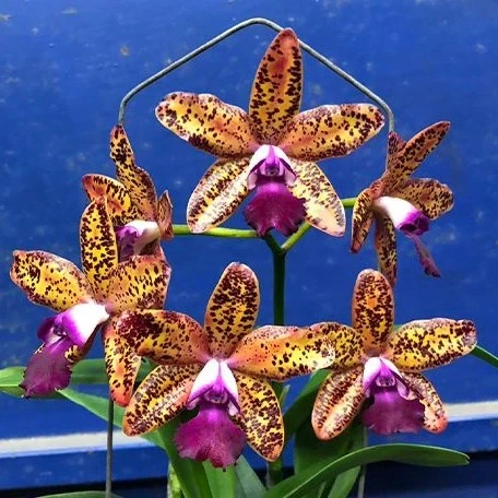 Каттлея не квітуча сорту Леопард Лью Сатай (Leopard Lou Satay) в горщику 2.5", посадка мох, без квітів - Фото 2 Каттлея не квітуча сорту Леопард Лью Сатай (Leopard Lou Satay) в горщику 2.5", посадка мох, без квітів - зображення 2