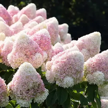 Гортензия метельчатая Меджикал Свит Саммер (Magical Sweet Summer) Р9 - Фото 2 Гортензия метельчатая Меджикал Свит Саммер (Magical Sweet Summer) Р9 - изображение 2
