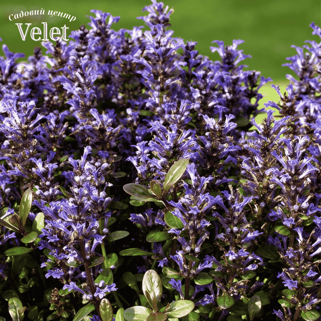 Живучка Чоклед Чип. (Ajuga reptans Chocolate Chip) Р9 - изображение 3