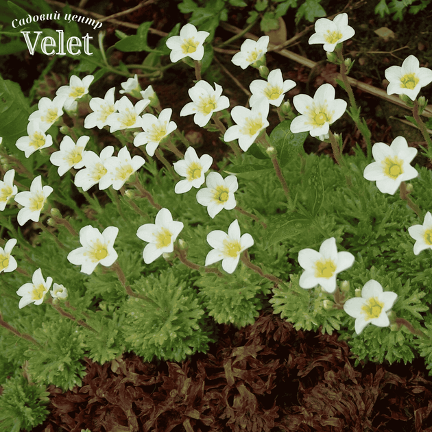 Ломикамінь Айс Колор Перл Вайт Saxifraga Ice Colours Pearl White Р9 - Фото 3 Ломикамінь Айс Колор Перл Вайт Saxifraga Ice Colours Pearl White Р9 - зображення 3