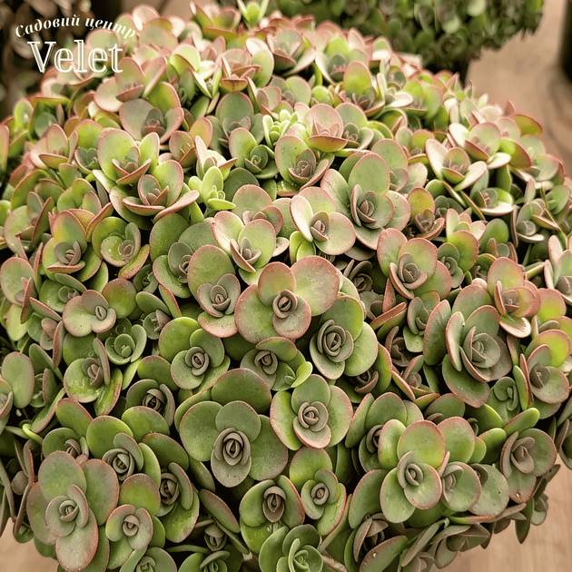 Седум/Очиток Лайм Зингер. (Sedum Lime Zinger) Р9 - Фото 1 Седум/Очиток Лайм Зингер. (Sedum Lime Zinger) Р9 - изображение 1