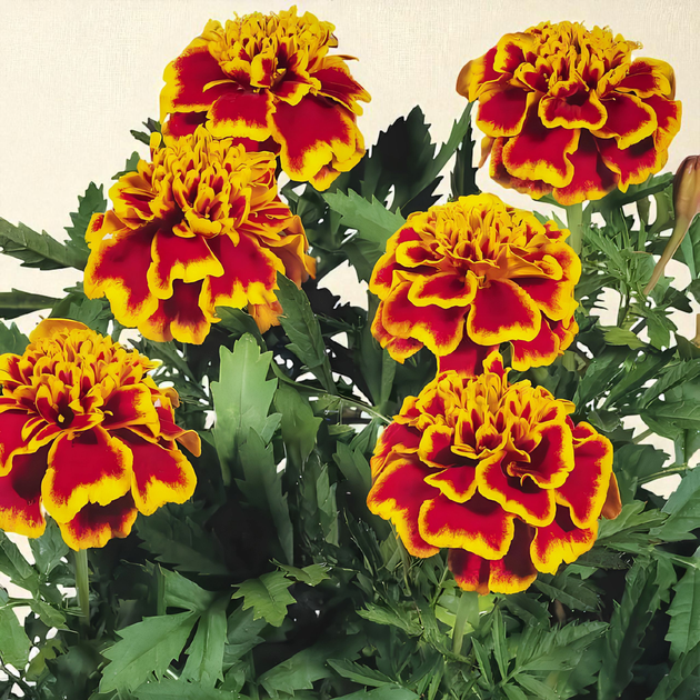 Семена Бархатцы "Honeycomb", Tagetes erecta 10 шт/уп - изображение 3